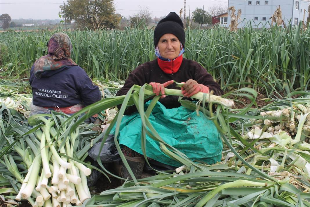 Tarlada 18, pazarda 25 TL! Konya'ya da gönderilen üründe hasat başladı 8